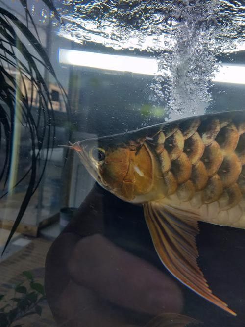 龍魚掉眼會恢復嗎圖片大全