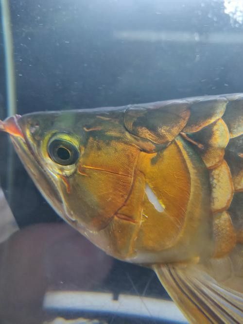 龍魚掉眼會恢復嗎圖片大全
