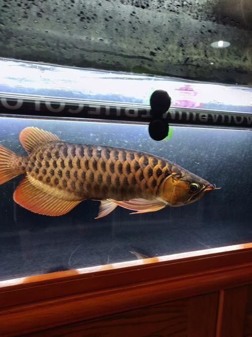 龍魚掉眼會恢復嗎圖片大全