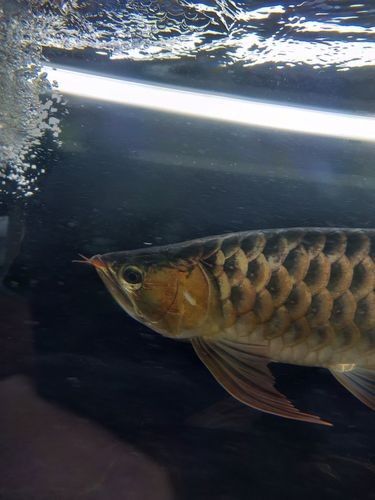 龍魚掉眼會恢復嗎圖片大全