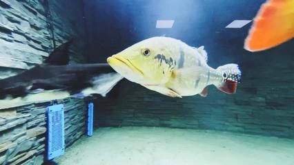 金龍魚基地參觀心得，關于金龍魚基地參觀心得