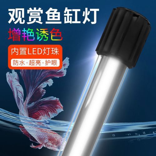 金龍魚白天趴缸了晚上游動