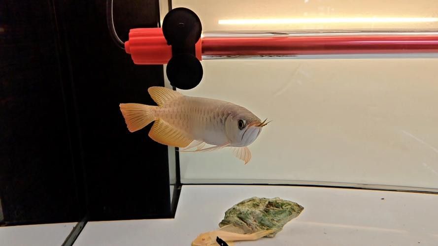金龍魚白天趴缸了晚上游動