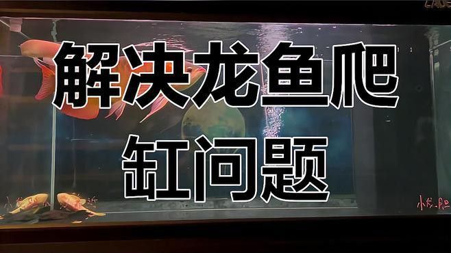金龍魚白天趴缸了晚上游動