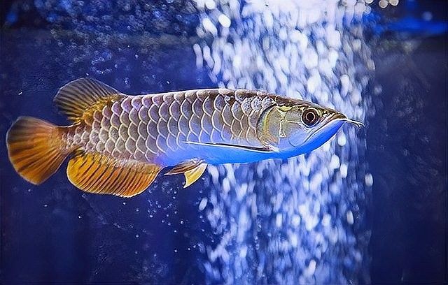 龍魚要求多少溫度