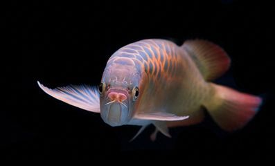 龍魚垂尾,上跳下跳的原因分析（龍魚尾巴下垂可能由多種因素引起） 龍魚垂尾,上跳下跳的原因分析（龍魚尾巴下垂可能由多種因素引起） 龍魚百科