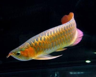 金龍魚撞缸頂怎么解決：如何解決金龍魚撞缸頂的問題