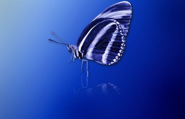 龍魚顏色分類大全：龍魚的顏色分類大全 龍魚顏色分類大全：龍魚的顏色分類大全 龍魚百科 第2張