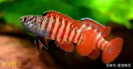 龍魚顏色分類大全：龍魚的顏色分類大全 龍魚顏色分類大全：龍魚的顏色分類大全 龍魚百科 第5張