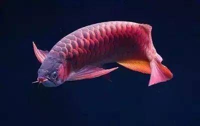 紅龍魚水溫30度咋樣養(yǎng)活（紅龍魚在30度水溫下養(yǎng)活的關(guān)鍵點：紅龍魚水溫多少度最好） 紅龍魚水溫30度咋樣養(yǎng)活（紅龍魚在30度水溫下養(yǎng)活的關(guān)鍵點：紅龍魚水溫多少度最好） 龍魚百科 第4張