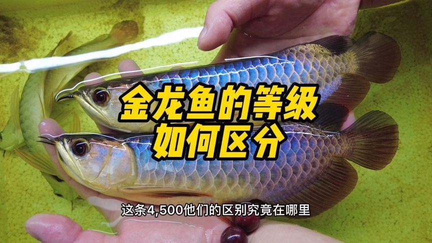 金龍魚吃不吃螺絲：金龍魚為什么只吃小魚不吃魚料360問答 金龍魚吃不吃螺絲：金龍魚為什么只吃小魚不吃魚料360問答 龍魚百科 第4張