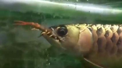 金龍魚吃不吃螺絲：金龍魚為什么只吃小魚不吃魚料360問答 金龍魚吃不吃螺絲：金龍魚為什么只吃小魚不吃魚料360問答 龍魚百科 第5張