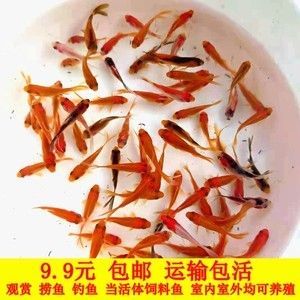 紅龍魚魚苗吃什么飼料好一點（紅龍魚怎么養(yǎng)紅龍魚的正確飼養(yǎng)方法）
