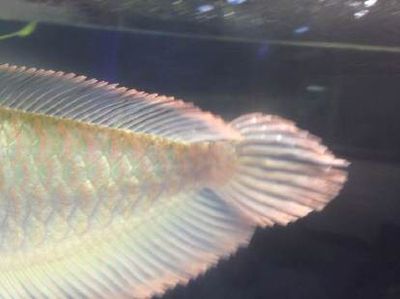 銀龍魚尾巴的顏色有幾種（關(guān)于銀龍魚尾巴的顏色詳細(xì)信息：銀龍魚尾巴的顏色詳細(xì)信息）