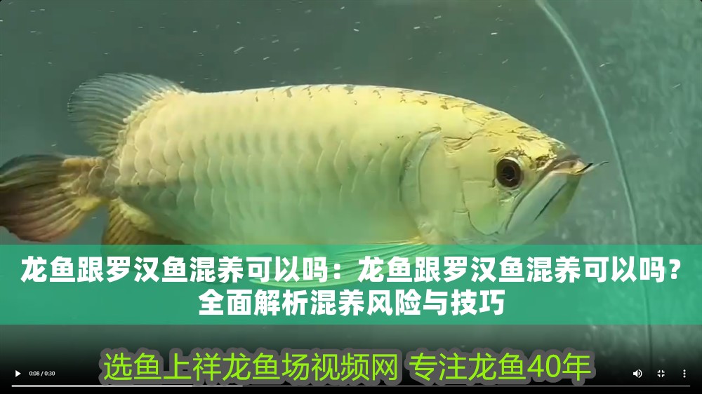 龍魚跟羅漢魚混養可以嗎：龍魚跟羅漢魚混養可以嗎？全面解析混養風險與技巧