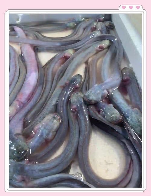 狼牙蝦虎魚(yú)的圖片