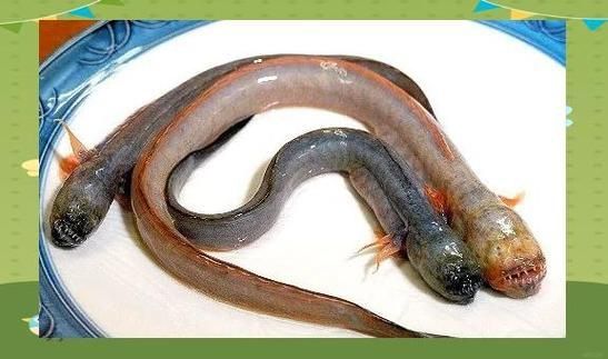 狼牙蝦虎魚(yú)的圖片
