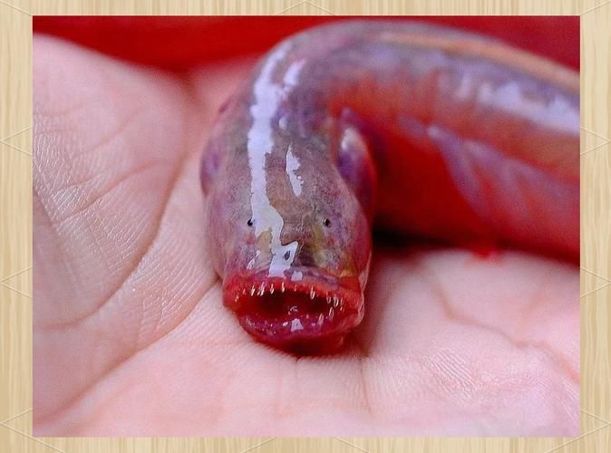 狼牙蝦虎魚(yú)的圖片