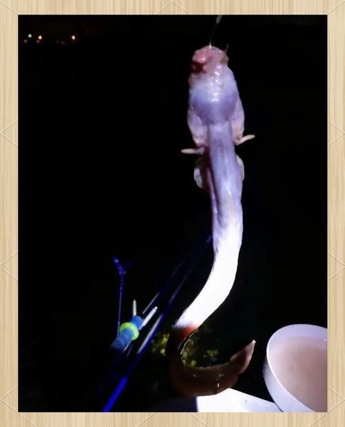 狼牙蝦虎魚(yú)的圖片
