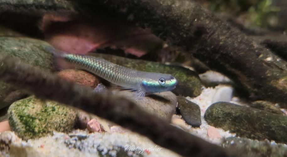 狼牙蝦虎魚(yú)的圖片