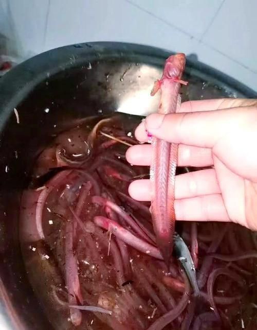 狼牙蝦虎魚(yú)的圖片