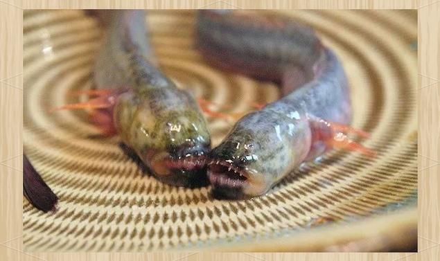 狼牙蝦虎魚(yú)的圖片