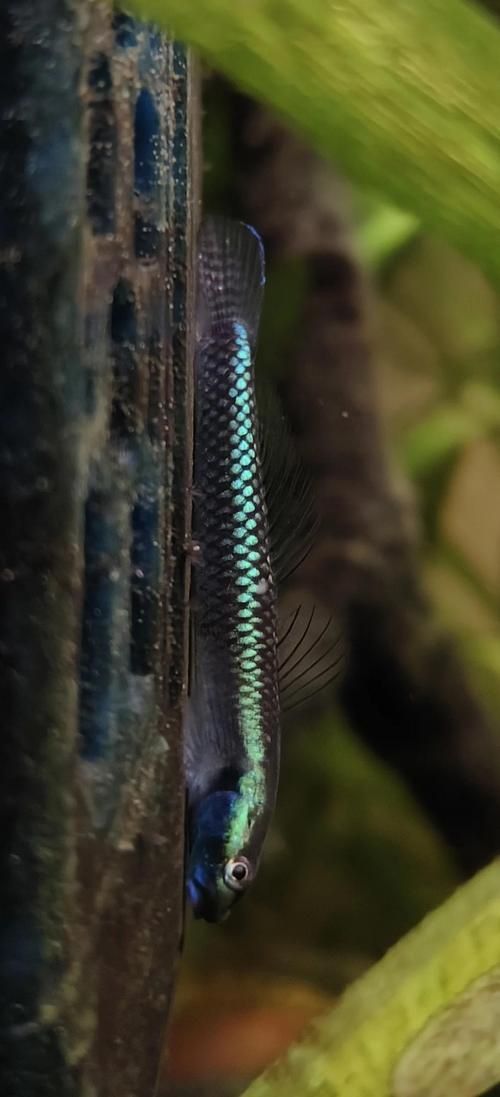 狼牙蝦虎魚(yú)的圖片