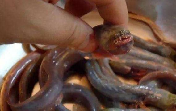 狼牙蝦虎魚(yú)的圖片