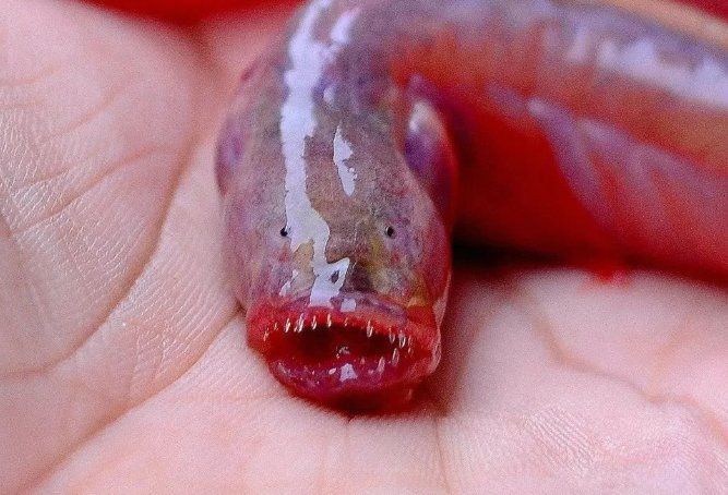 狼牙蝦虎魚(yú)的圖片