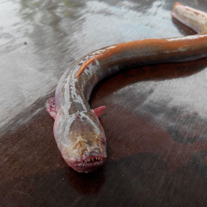 狼牙蝦虎魚(yú)的圖片