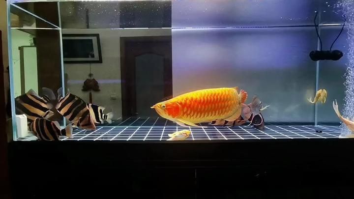 能推薦一些龍魚視頻嗎？