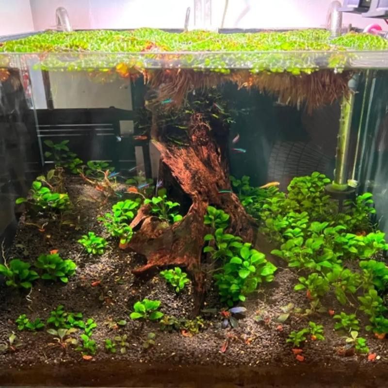如何選擇適合龍魚的水草？