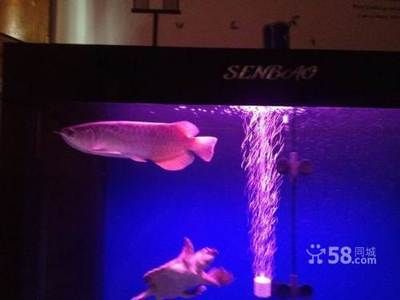烏魯木齊龍魚哪里買（在烏魯木齊購買龍魚）