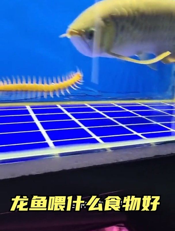 哪些食物對龍魚恢復最有利？ 哪些食物對龍魚恢復最有利？ 龍魚百科 第12張