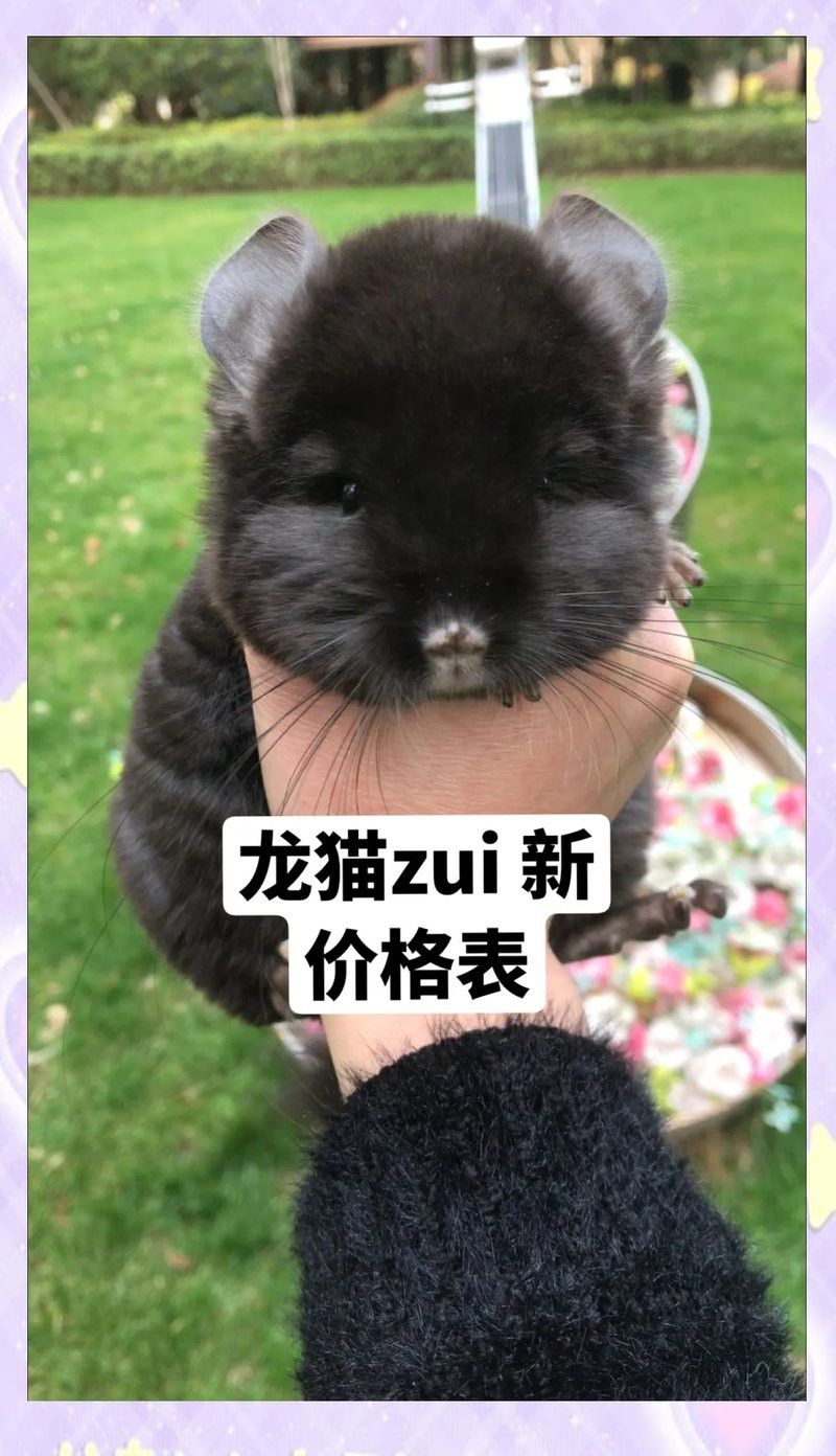 龍貓的平均價(jià)格是多少？