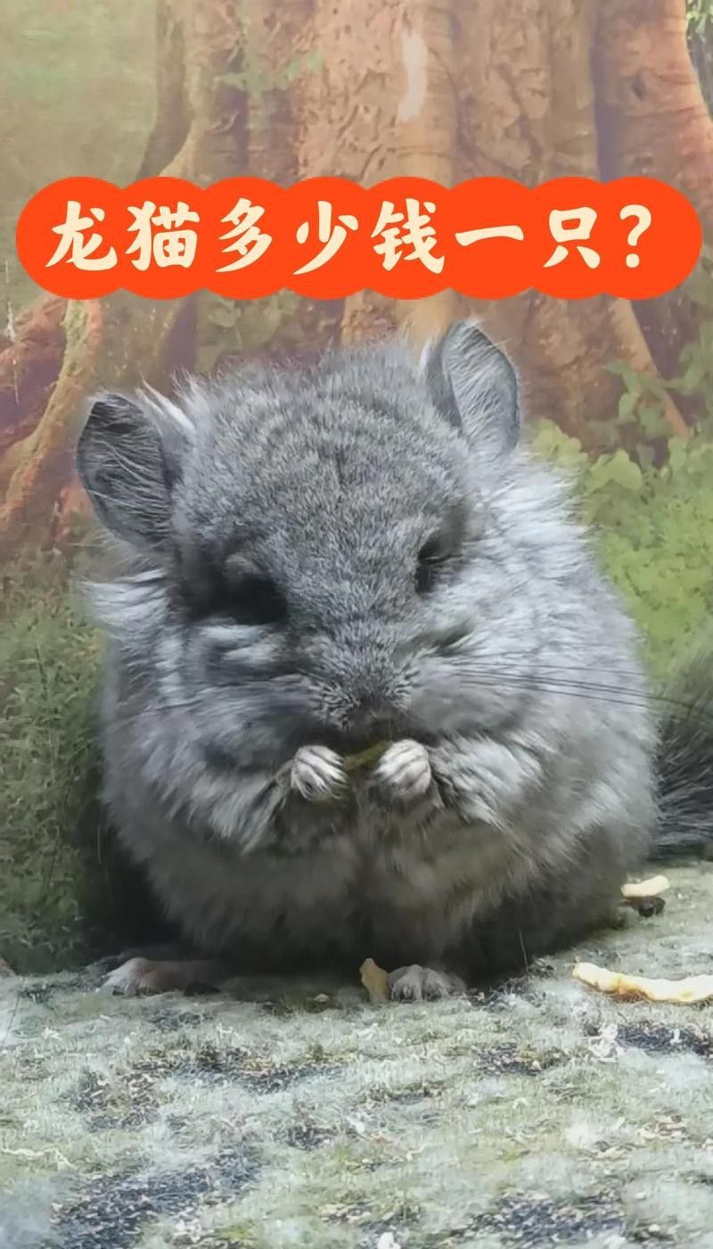 龍貓的平均價(jià)格是多少？