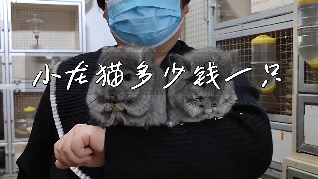 龍貓的平均價(jià)格是多少？