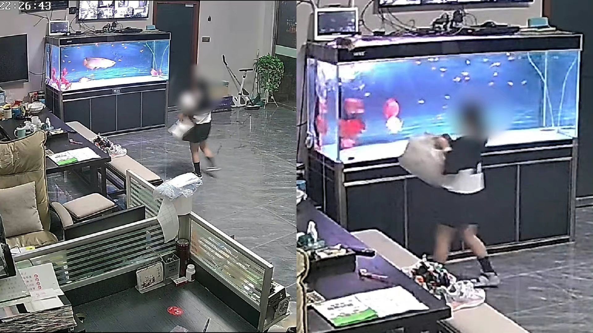 金龍魚摔在地上礙事嗎：金龍魚摔在地上是否礙事取決于摔傷具體情況是否礙事則取決于摔傷 金龍魚摔在地上礙事嗎：金龍魚摔在地上是否礙事取決于摔傷具體情況是否礙事則取決于摔傷 龍魚百科 第1張