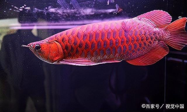 龍魚增寬期間喂食頻率應該如何調整？ 龍魚增寬期間喂食頻率應該如何調整？ 龍魚百科 第6張