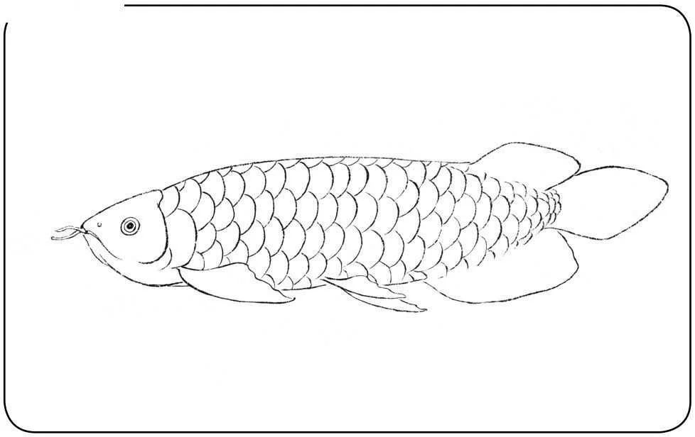 龍魚的畫怎樣畫：水彩畫龍魚畫法教程：簡筆畫龍魚畫法教程，簡單快捷的繪畫方式