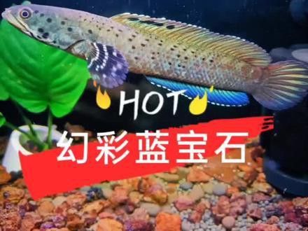 藍寶石龍魚價錢多少一條