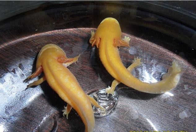 金色六角龍魚多少錢一條啊