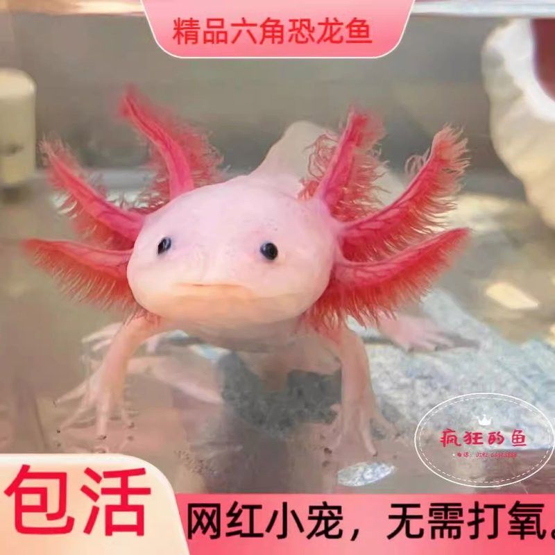 金色六角龍魚多少錢一條啊
