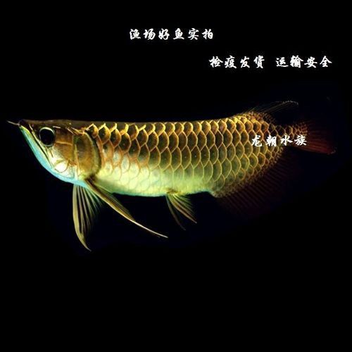 金龍魚24K和金頭有什么區(qū)別？