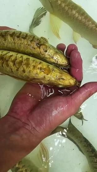 金龍魚24K和金頭有什么區(qū)別？
