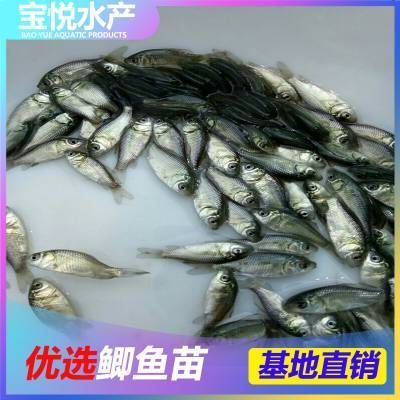 龍魚魚苗批發價格查詢：如何查詢龍魚魚苗的價格