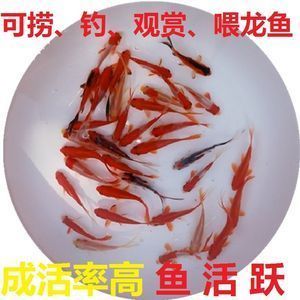 龍魚魚苗批發(fā)價(jià)格查詢：如何查詢龍魚魚苗的價(jià)格