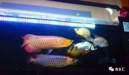 世界上最大的龍魚是1米7左右：世界上最大的龍魚體長可以達到1米7左右