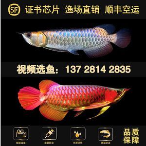 金龍魚十大漁場排名第幾名：世界十大金龍魚漁場排名，新加坡金龍魚繁殖第一人李亞四先生創(chuàng)立