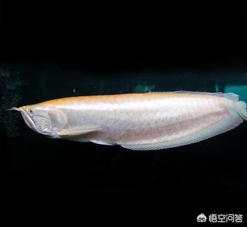二斤的銀龍魚多少錢一條（二斤的銀龍魚多少錢一條？）